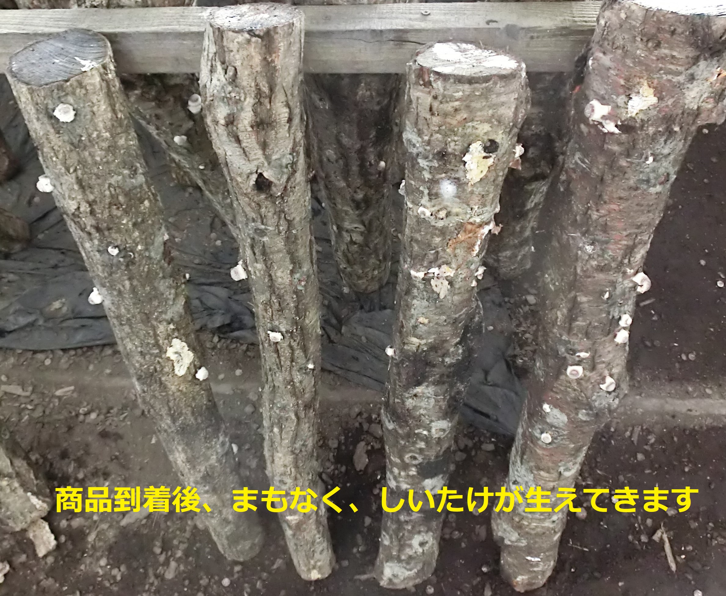 原木しいたけ栽培セットC（ホダ木4本やや細め）椎茸栽培キット | 原木 
