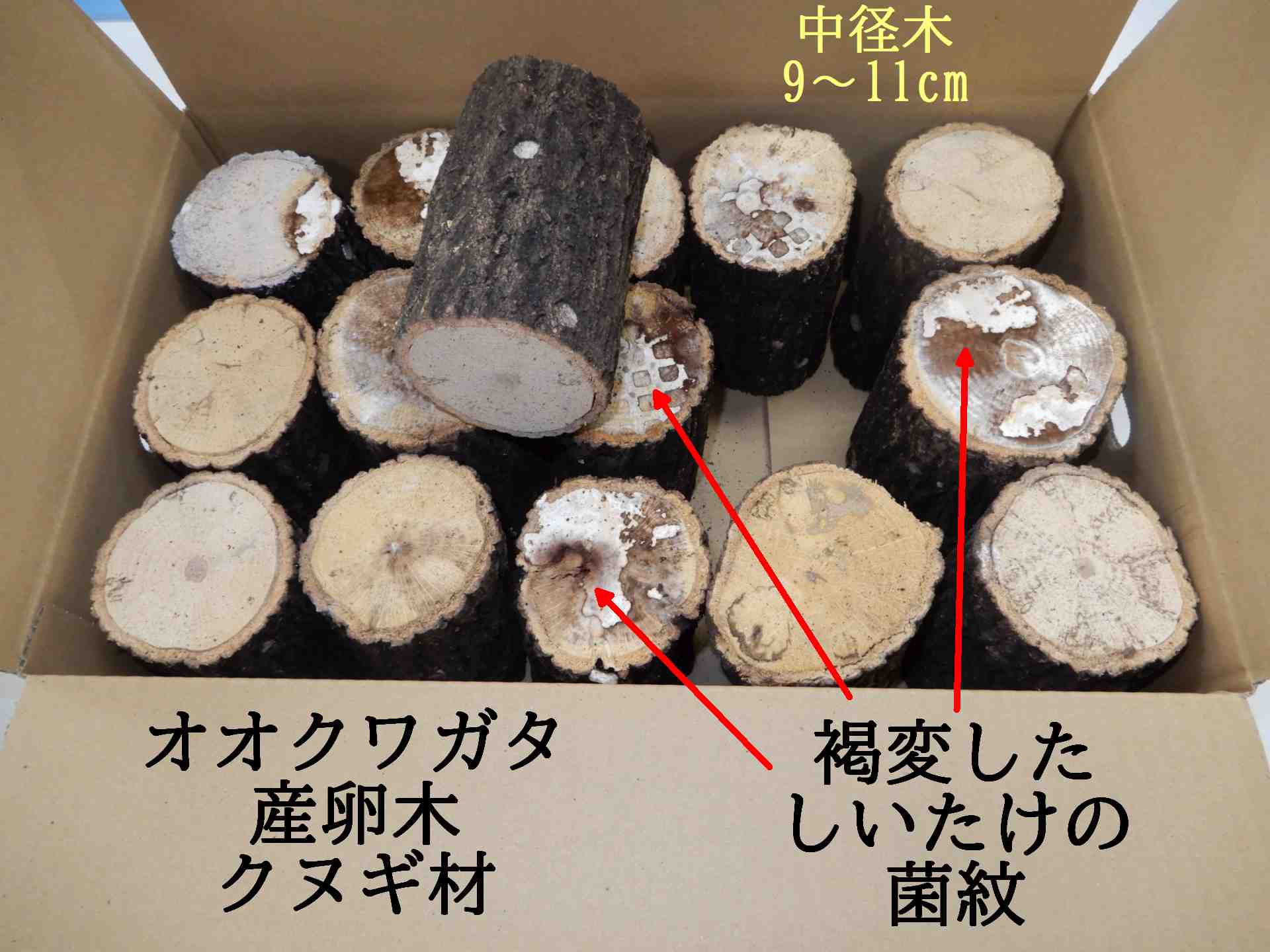 オオクワガタ産卵木 飼育材 朽木 クヌギ 中 箱売り | 原木しいたけ 