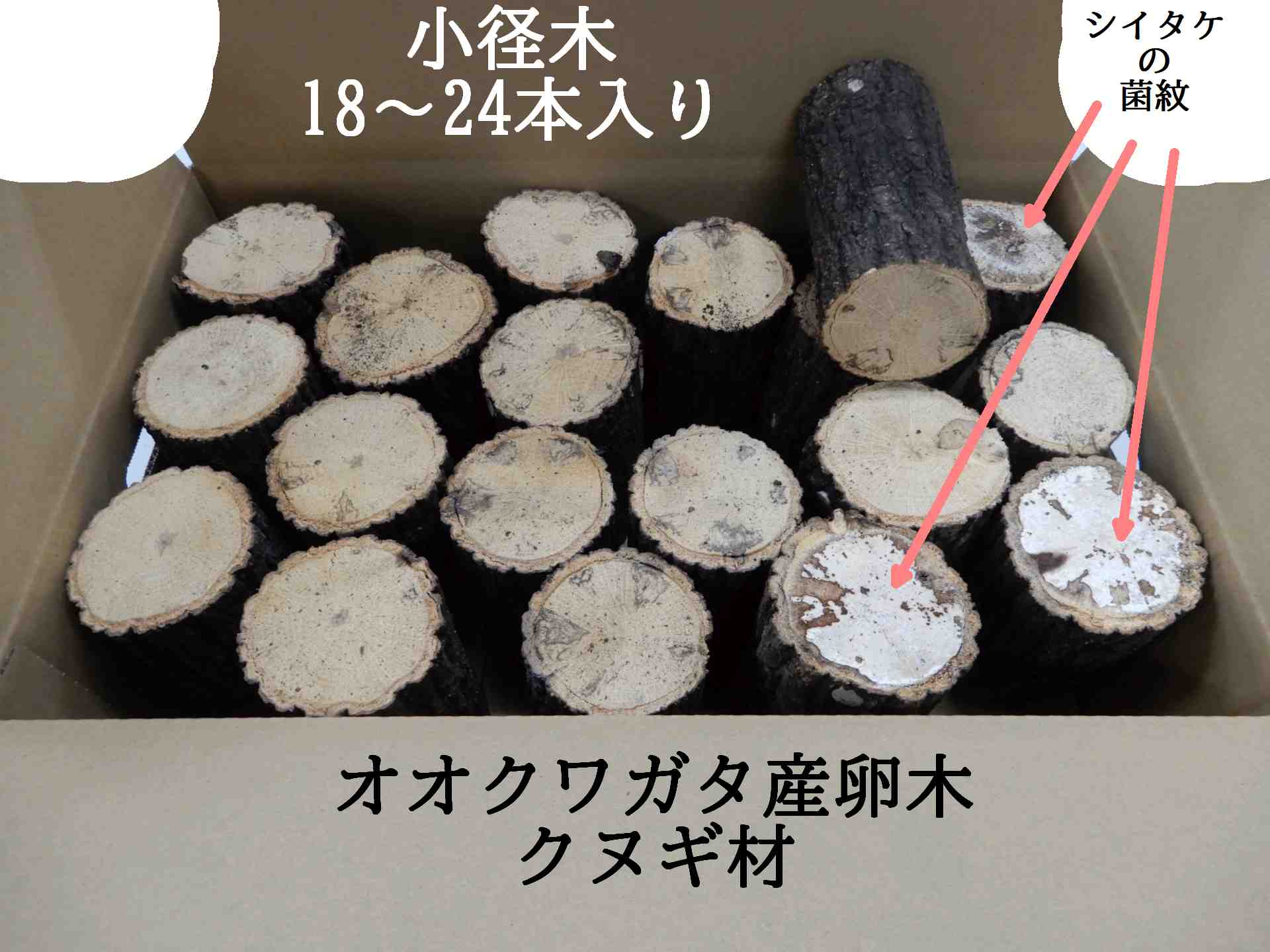 オオクワガタ産卵木 飼育材 朽木 クヌギ 細 箱売 | 原木しいたけ・栽培 