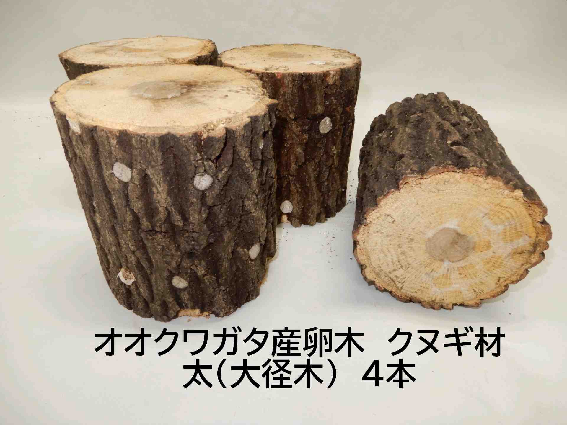 産卵木5 【公式通販】