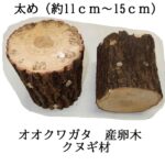 オオクワガタ産卵木 飼育材 朽木 クヌギ 太 4本入り | 原木しいたけ