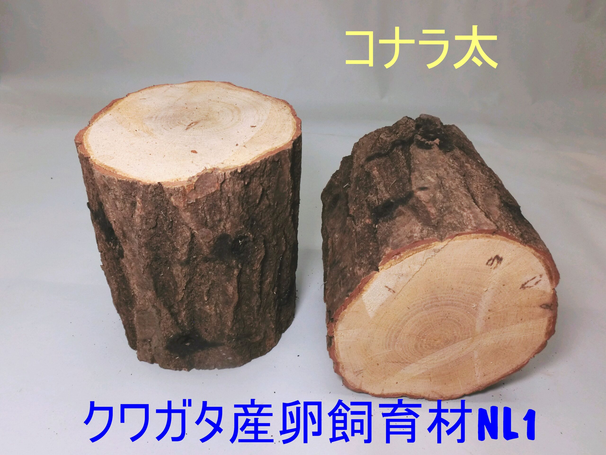 オオクワガタ 産卵 木