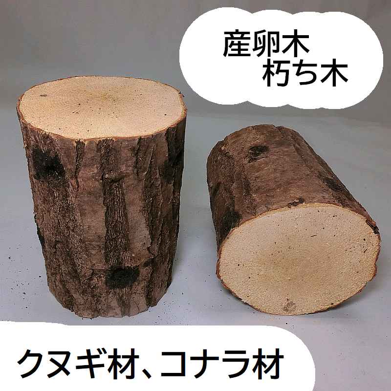 オオクワガタ産卵木 飼育材 朽木 クヌギ 中 8本入り | 原木しいたけ