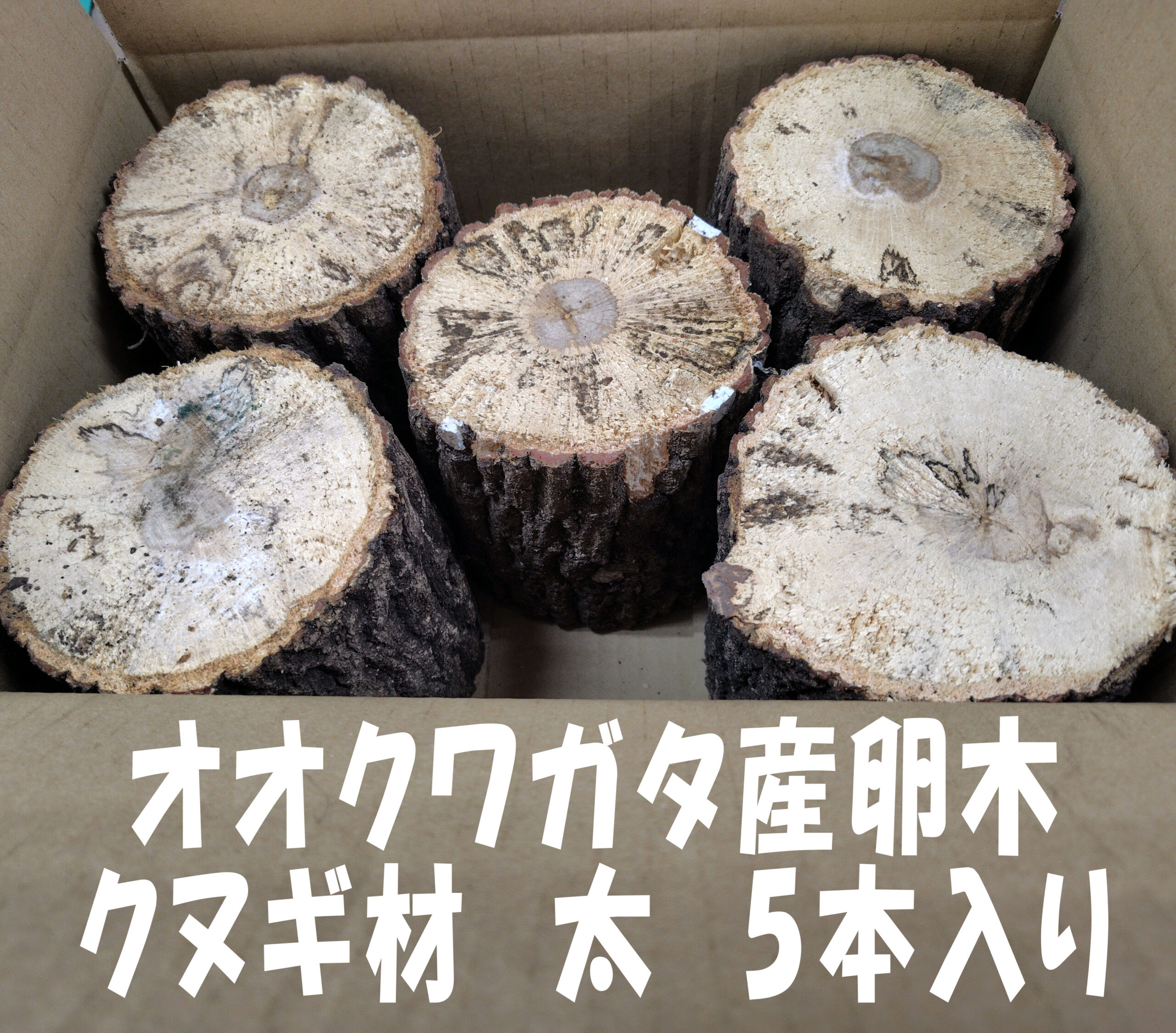 オオクワガタ産卵木 飼育材 朽木 クヌギ 太 5本入り | 原木しいたけ