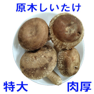 gsndai05