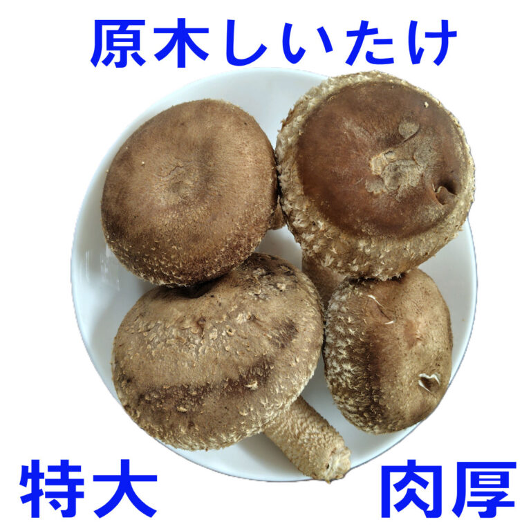 gsndai05