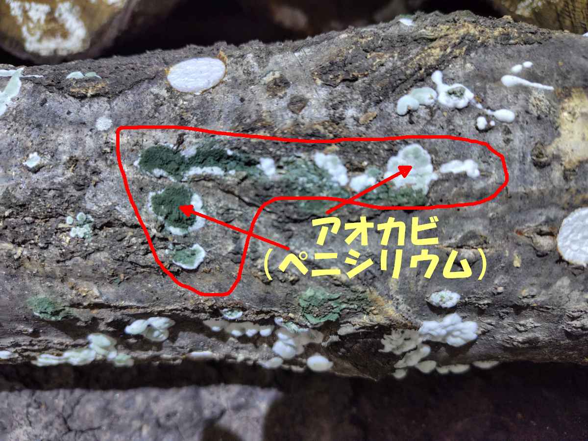 高橋農園からのお知らせ - 有限会社高橋農園